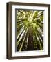 Trees in Mt. Tamalpais State Park, Adjacent to Muir Woods National Monument in California-Carlo Acenas-Framed Photographic Print