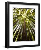 Trees in Mt. Tamalpais State Park, Adjacent to Muir Woods National Monument in California-Carlo Acenas-Framed Photographic Print