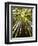 Trees in Mt. Tamalpais State Park, Adjacent to Muir Woods National Monument in California-Carlo Acenas-Framed Photographic Print