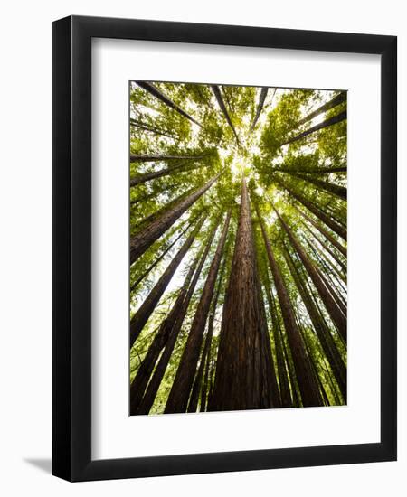 Trees in Mt. Tamalpais State Park, Adjacent to Muir Woods National Monument in California-Carlo Acenas-Framed Photographic Print