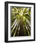 Trees in Mt. Tamalpais State Park, Adjacent to Muir Woods National Monument in California-Carlo Acenas-Framed Photographic Print