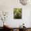 Trees in Mt. Tamalpais State Park, Adjacent to Muir Woods National Monument in California-Carlo Acenas-Photographic Print displayed on a wall