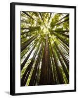 Trees in Mt. Tamalpais State Park, Adjacent to Muir Woods National Monument in California-Carlo Acenas-Framed Photographic Print