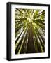 Trees in Mt. Tamalpais State Park, Adjacent to Muir Woods National Monument in California-Carlo Acenas-Framed Photographic Print