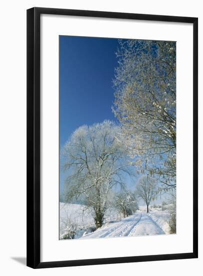 Trees in Snow Hazel (Corylus Avellana) and Willow-null-Framed Photographic Print