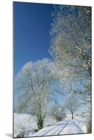 Trees in Snow Hazel (Corylus Avellana) and Willow-null-Mounted Photographic Print