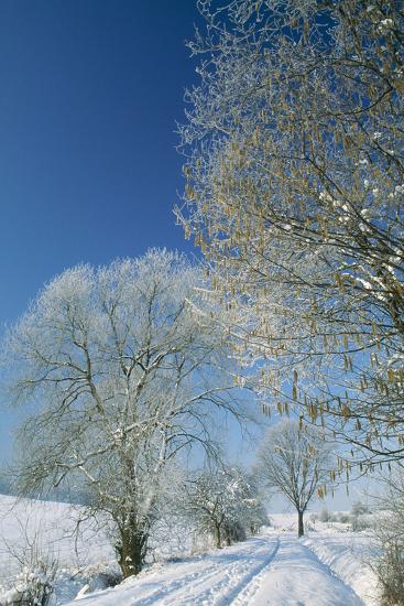 Photographic Print, , large