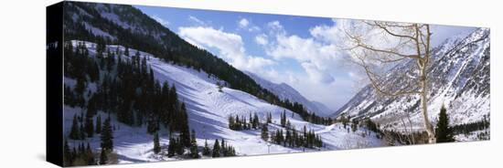 Trees in Snow, Snowbird Ski Resort, Utah, USA-null-Stretched Canvas