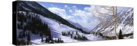 Trees in Snow, Snowbird Ski Resort, Utah, USA-null-Stretched Canvas