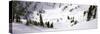 Trees in Snow, Snowbird Ski Resort, Utah, USA-null-Stretched Canvas