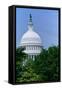 Trees in spring and U.S. Capitol Dome with Statue of Freedom statue overlooking Washington D.C.-null-Framed Stretched Canvas