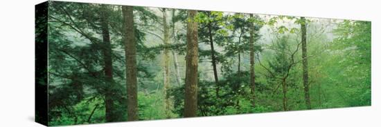 Trees in Spring Forest, Turkey Run State Park, Parke County, Indiana, USA-null-Stretched Canvas