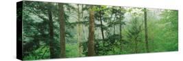 Stretched Canvas