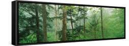 Canvas Black