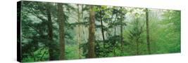 Stretched Canvas