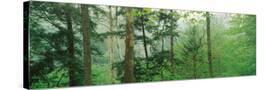 Stretched Canvas