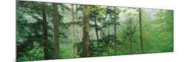 Wood Mount