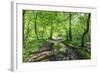 Trees in Spring Leaf Provide Canopy over Hiking Path with Puddle Reflections, Millers Dale-Eleanor Scriven-Framed Photographic Print