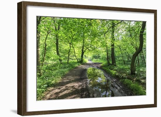 Trees in Spring Leaf Provide Canopy over Hiking Path with Puddle Reflections, Millers Dale-Eleanor Scriven-Framed Photographic Print