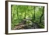 Trees in Spring Leaf Provide Canopy over Hiking Path with Puddle Reflections, Millers Dale-Eleanor Scriven-Framed Photographic Print