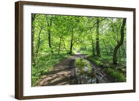 Trees in Spring Leaf Provide Canopy over Hiking Path with Puddle Reflections, Millers Dale-Eleanor Scriven-Framed Photographic Print