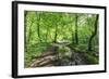 Trees in Spring Leaf Provide Canopy over Hiking Path with Puddle Reflections, Millers Dale-Eleanor Scriven-Framed Photographic Print