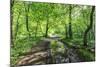 Trees in Spring Leaf Provide Canopy over Hiking Path with Puddle Reflections, Millers Dale-Eleanor Scriven-Mounted Photographic Print