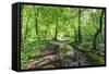 Trees in Spring Leaf Provide Canopy over Hiking Path with Puddle Reflections, Millers Dale-Eleanor Scriven-Framed Stretched Canvas