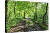 Trees in Spring Leaf Provide Canopy over Hiking Path with Puddle Reflections, Millers Dale-Eleanor Scriven-Stretched Canvas