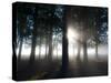 Trees in the Autumn Mist in Richmond Park-Alex Saberi-Stretched Canvas