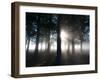 Trees in the Autumn Mist in Richmond Park-Alex Saberi-Framed Photographic Print