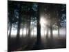 Trees in the Autumn Mist in Richmond Park-Alex Saberi-Mounted Photographic Print