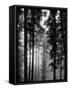 Trees in the Black Forest-Dmitri Kessel-Framed Stretched Canvas