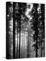 Trees in the Black Forest-Dmitri Kessel-Stretched Canvas