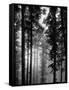Trees in the Black Forest-Dmitri Kessel-Framed Stretched Canvas