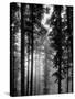 Trees in the Black Forest-Dmitri Kessel-Stretched Canvas