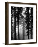 Trees in the Black Forest-Dmitri Kessel-Framed Premium Photographic Print