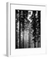 Trees in the Black Forest-Dmitri Kessel-Framed Premium Photographic Print