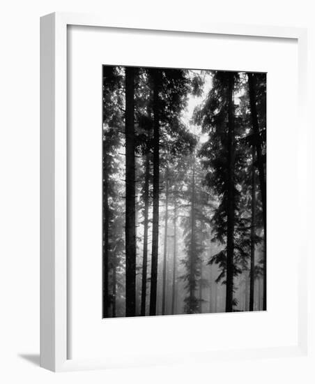 Trees in the Black Forest-Dmitri Kessel-Framed Premium Photographic Print