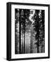 Trees in the Black Forest-Dmitri Kessel-Framed Premium Photographic Print