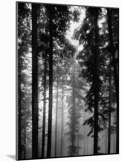 Trees in the Black Forest-Dmitri Kessel-Mounted Premium Photographic Print