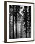 Trees in the Black Forest-Dmitri Kessel-Framed Premium Photographic Print