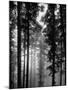 Trees in the Black Forest-Dmitri Kessel-Mounted Premium Photographic Print