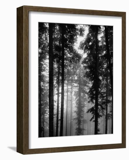 Trees in the Black Forest-Dmitri Kessel-Framed Photographic Print