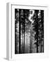 Trees in the Black Forest-Dmitri Kessel-Framed Photographic Print