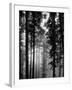 Trees in the Black Forest-Dmitri Kessel-Framed Photographic Print