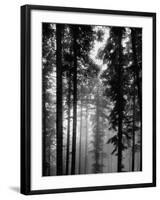 Trees in the Black Forest-Dmitri Kessel-Framed Photographic Print