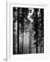 Trees in the Black Forest-Dmitri Kessel-Framed Photographic Print