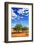 Trees in the Desert-tish1-Framed Photographic Print