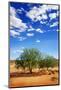 Trees in the Desert-tish1-Mounted Photographic Print